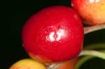 Fire cherry